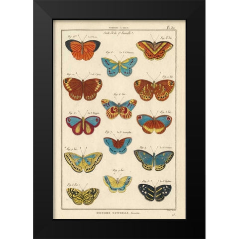 Histoire Naturelle Butterflies I Black Modern Wood Framed Art Print by Unknown
