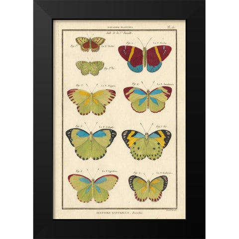 Histoire Naturelle Butterflies II Black Modern Wood Framed Art Print by Unknown