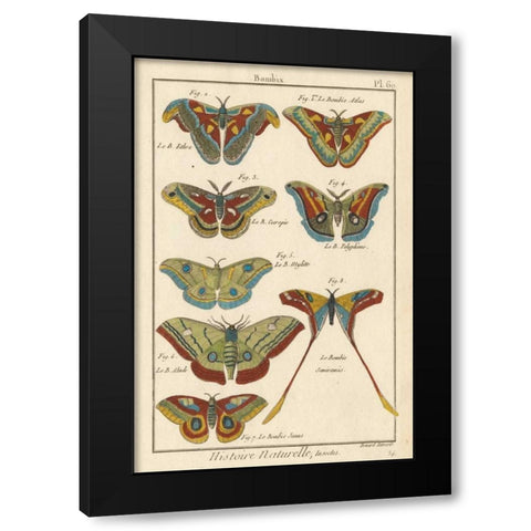Histoire Naturelle Butterflies III Black Modern Wood Framed Art Print with Double Matting by Unknown