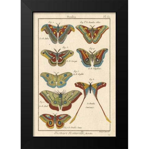 Histoire Naturelle Butterflies III Black Modern Wood Framed Art Print by Unknown