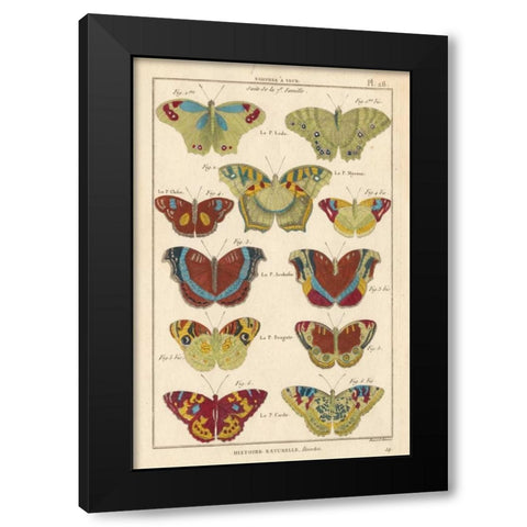 Histoire Naturelle Butterflies V Black Modern Wood Framed Art Print with Double Matting by Unknown