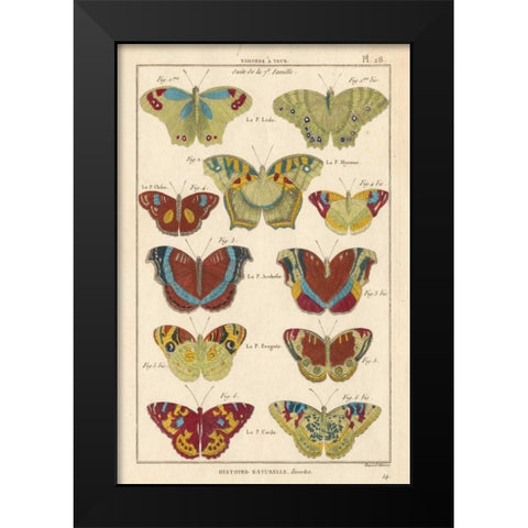 Histoire Naturelle Butterflies V Black Modern Wood Framed Art Print by Unknown