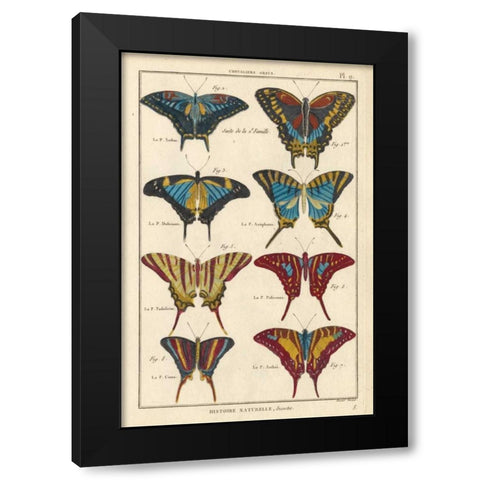 Histoire Naturelle Butterflies VI Black Modern Wood Framed Art Print by Unknown