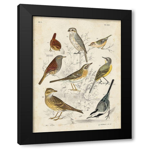Custom Gathering of Birds I (ASH) Black Modern Wood Framed Art Print by Lubbert, G.