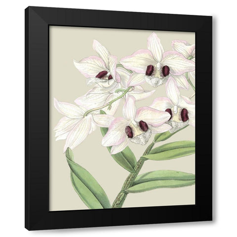 Custom Orchid Blooms II (ASH) Black Modern Wood Framed Art Print with Double Matting by Vision Studio