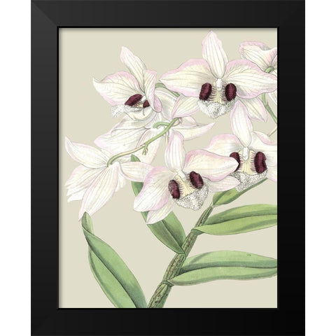 Custom Orchid Blooms II (ASH) Black Modern Wood Framed Art Print by Vision Studio