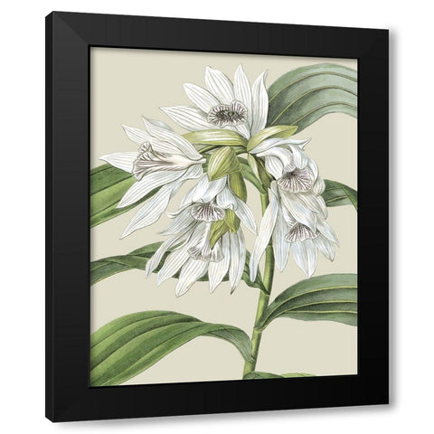 Custom Orchid Blooms III (ASH) Black Modern Wood Framed Art Print with Double Matting by Vision Studio