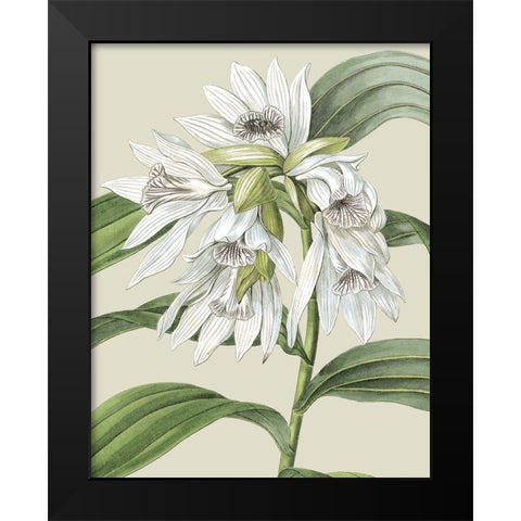 Custom Orchid Blooms III (ASH) Black Modern Wood Framed Art Print by Vision Studio