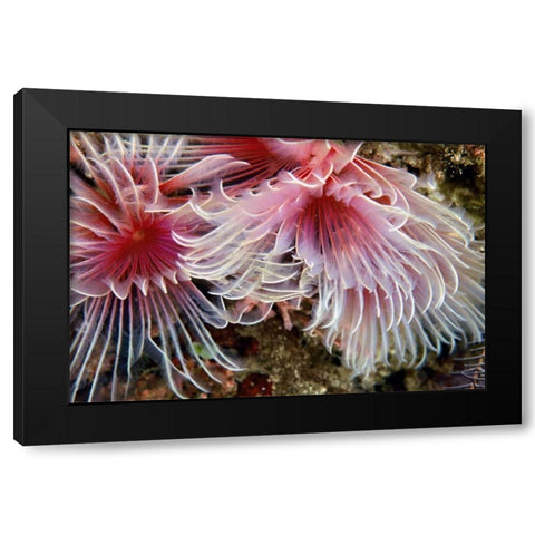 Flirtatious Too - Batangos, Philippines Black Modern Wood Framed Art Print with Double Matting by Factor, Beverly