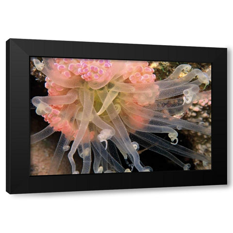 Ballerina - Thailand Black Modern Wood Framed Art Print by Factor, Beverly