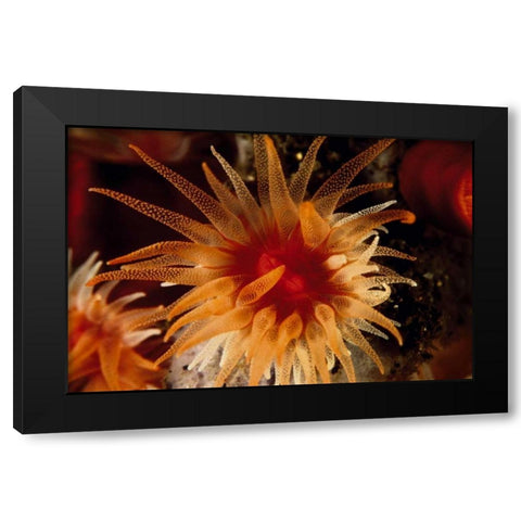 Bewitched - Menado, Indonesia Black Modern Wood Framed Art Print by Factor, Beverly