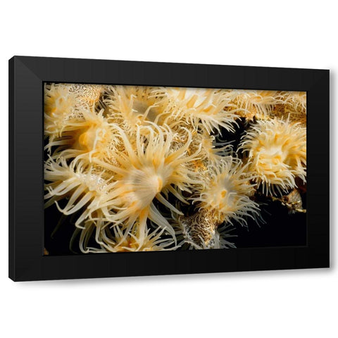 Flowering Desire - Thailand Black Modern Wood Framed Art Print by Factor, Beverly