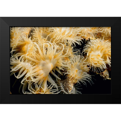 Flowering Desire - Thailand Black Modern Wood Framed Art Print by Factor, Beverly