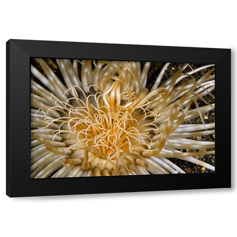 Pure Dazzle - N. Sulawesi, Indonesia Black Modern Wood Framed Art Print with Double Matting by Factor, Beverly