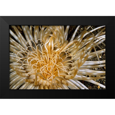 Pure Dazzle - N. Sulawesi, Indonesia Black Modern Wood Framed Art Print by Factor, Beverly