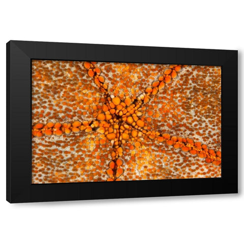 Orange Star - N. Sulawesi, Indonesia Black Modern Wood Framed Art Print by Factor, Beverly