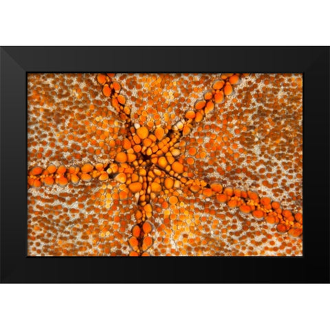Orange Star - N. Sulawesi, Indonesia Black Modern Wood Framed Art Print by Factor, Beverly