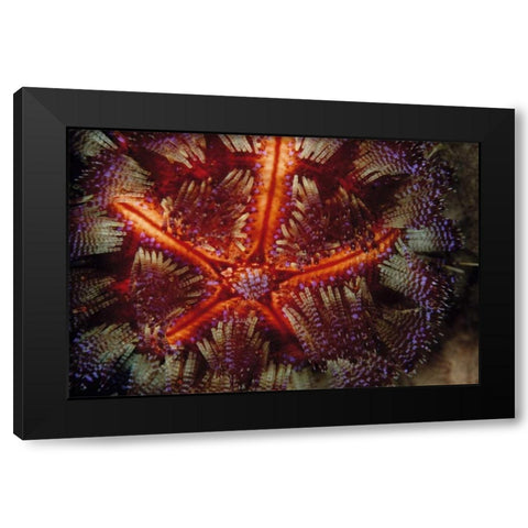 Star Power - Indonesia Black Modern Wood Framed Art Print by Factor, Beverly