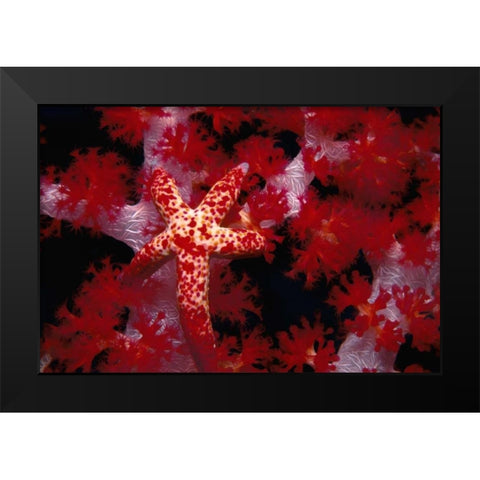 Red Star - Nusa Kode, Indonesia Black Modern Wood Framed Art Print by Factor, Beverly