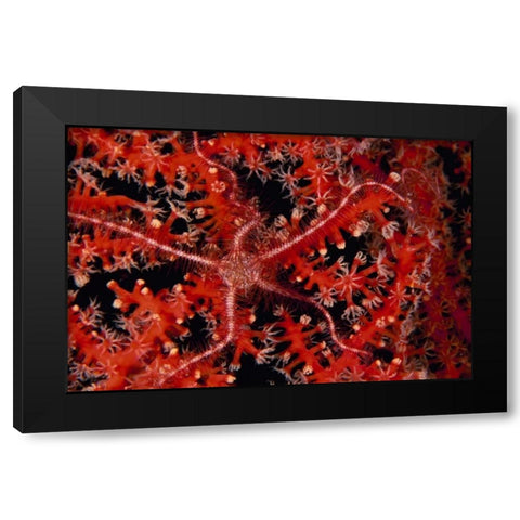 Stars - Indonesia Black Modern Wood Framed Art Print with Double Matting by Factor, Beverly