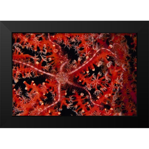 Stars - Indonesia Black Modern Wood Framed Art Print by Factor, Beverly