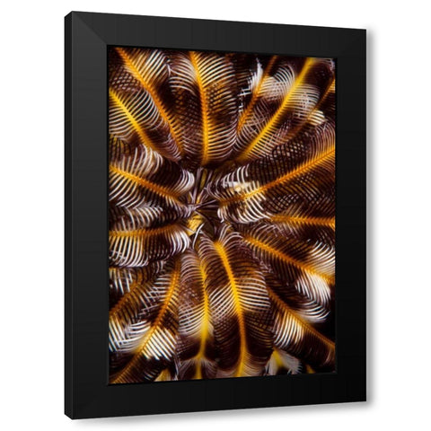 Feather Treasure - N. Sulawesi, Indonesia Black Modern Wood Framed Art Print by Factor, Beverly