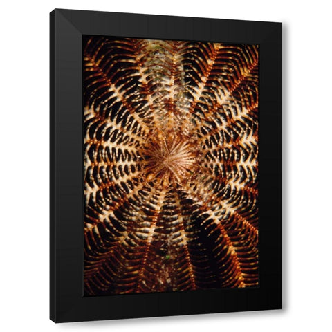 Swirl - Solomon Islands Black Modern Wood Framed Art Print by Factor, Beverly
