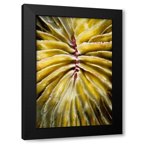 Enticing - Thailand Black Modern Wood Framed Art Print with Double Matting by Factor, Beverly