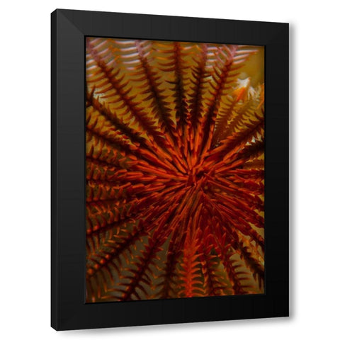 Destiny - S. Raja Ampat, Indonesia Black Modern Wood Framed Art Print by Factor, Beverly