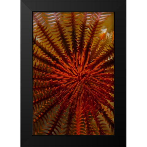 Destiny - S. Raja Ampat, Indonesia Black Modern Wood Framed Art Print by Factor, Beverly