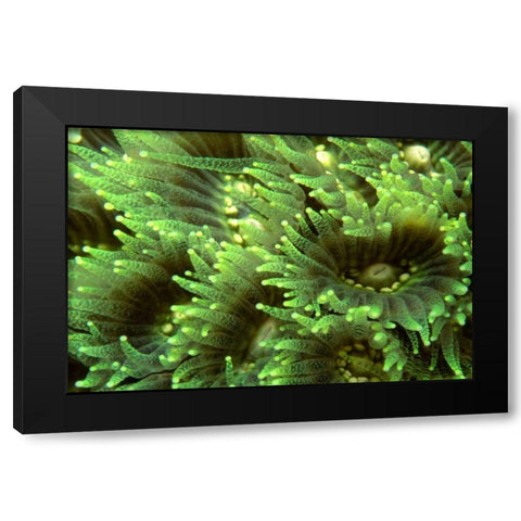 Tender Moment - Indonesia Black Modern Wood Framed Art Print by Factor, Beverly