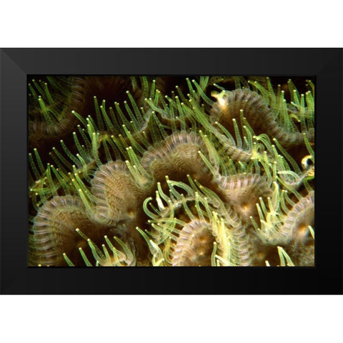 Tips - Sipadan Island, Malaysia Black Modern Wood Framed Art Print by Factor, Beverly