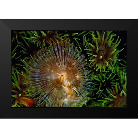 Enchanting - Indonesia Black Modern Wood Framed Art Print by Factor, Beverly