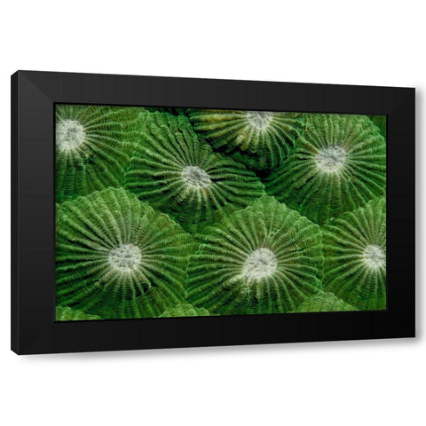 Greenlicious - Thailand Black Modern Wood Framed Art Print by Factor, Beverly