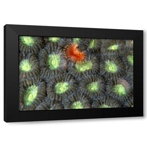 Red Surprise - Indonesia Black Modern Wood Framed Art Print by Factor, Beverly