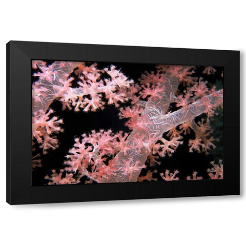 Delicately Pink - Vatu Passage, Fiji Black Modern Wood Framed Art Print with Double Matting by Factor, Beverly
