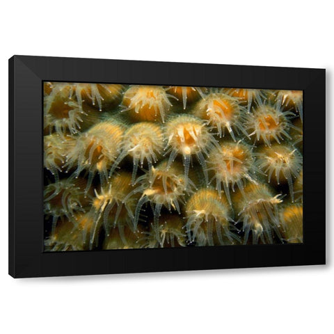 Tender Passion - Negril, Jamaica Black Modern Wood Framed Art Print with Double Matting by Factor, Beverly