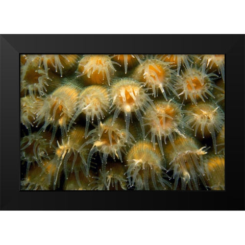 Tender Passion - Negril, Jamaica Black Modern Wood Framed Art Print by Factor, Beverly