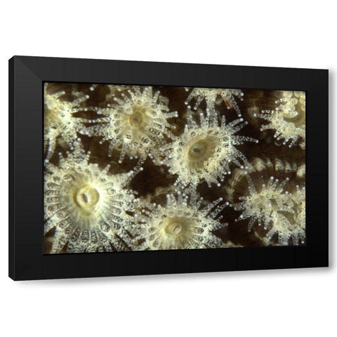 Shower Flower - Central Raja Ampat, Indonesia Black Modern Wood Framed Art Print by Factor, Beverly