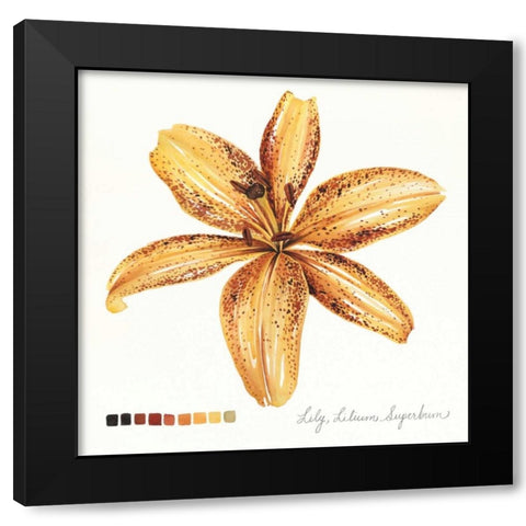 Lilium IV Black Modern Wood Framed Art Print with Double Matting by Popp, Grace