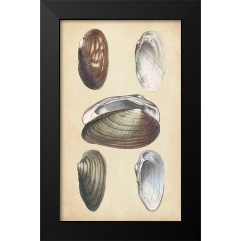Marine Bivalves I Black Modern Wood Framed Art Print by Wood