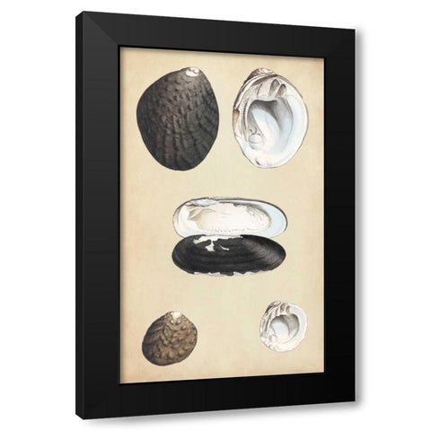 Marine Bivalves II Black Modern Wood Framed Art Print by Wood