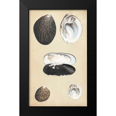 Marine Bivalves II Black Modern Wood Framed Art Print by Wood
