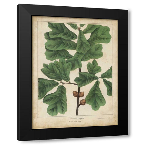 Oak Leaves and Acorns I Black Modern Wood Framed Art Print by Torrey, John