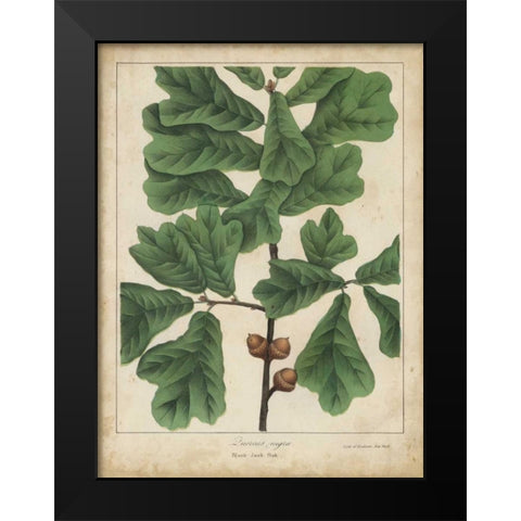 Oak Leaves and Acorns I Black Modern Wood Framed Art Print by Torrey, John