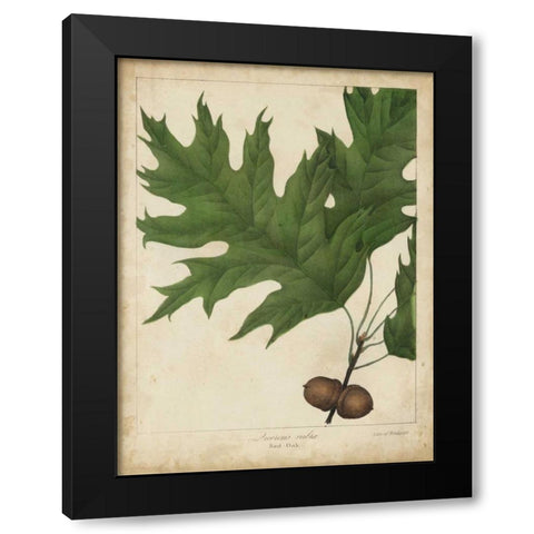 Oak Leaves and Acorns II Black Modern Wood Framed Art Print with Double Matting by Torrey, John