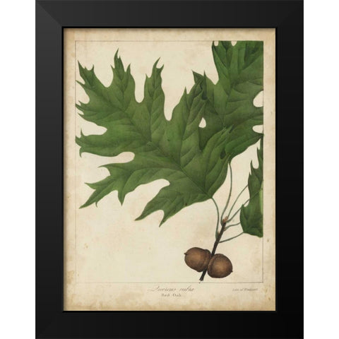 Oak Leaves and Acorns II Black Modern Wood Framed Art Print by Torrey, John