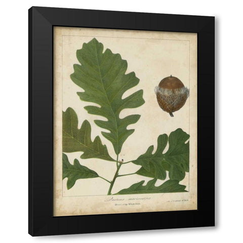 Oak Leaves and Acorns III Black Modern Wood Framed Art Print by Torrey, John