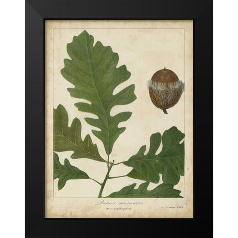 Oak Leaves and Acorns III Black Modern Wood Framed Art Print by Torrey, John
