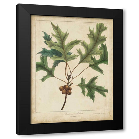 Oak Leaves and Acorns IV Black Modern Wood Framed Art Print by Torrey, John